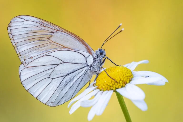 Schmetterlingsfotografie Baumweißling