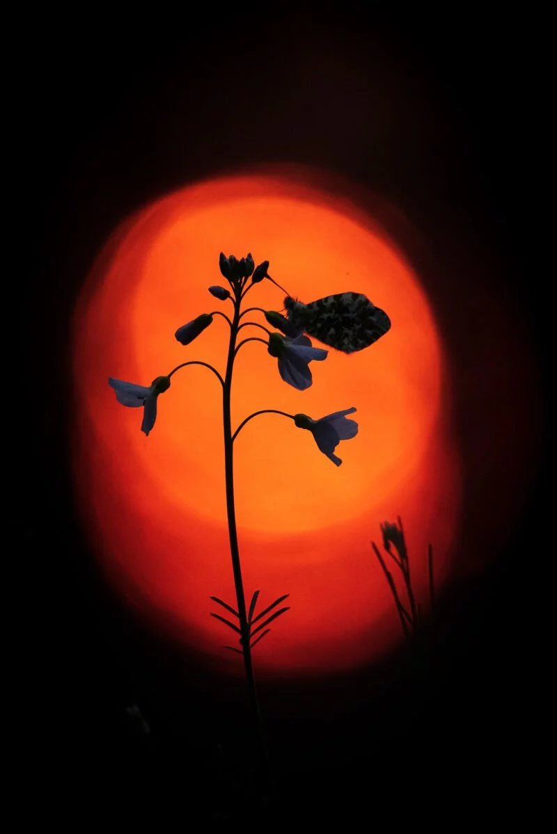 Schmetterlingsfotografie 🦋 Tipps für Anfänger und Fortgeschrittene 2 Aurorafalter Silhouette