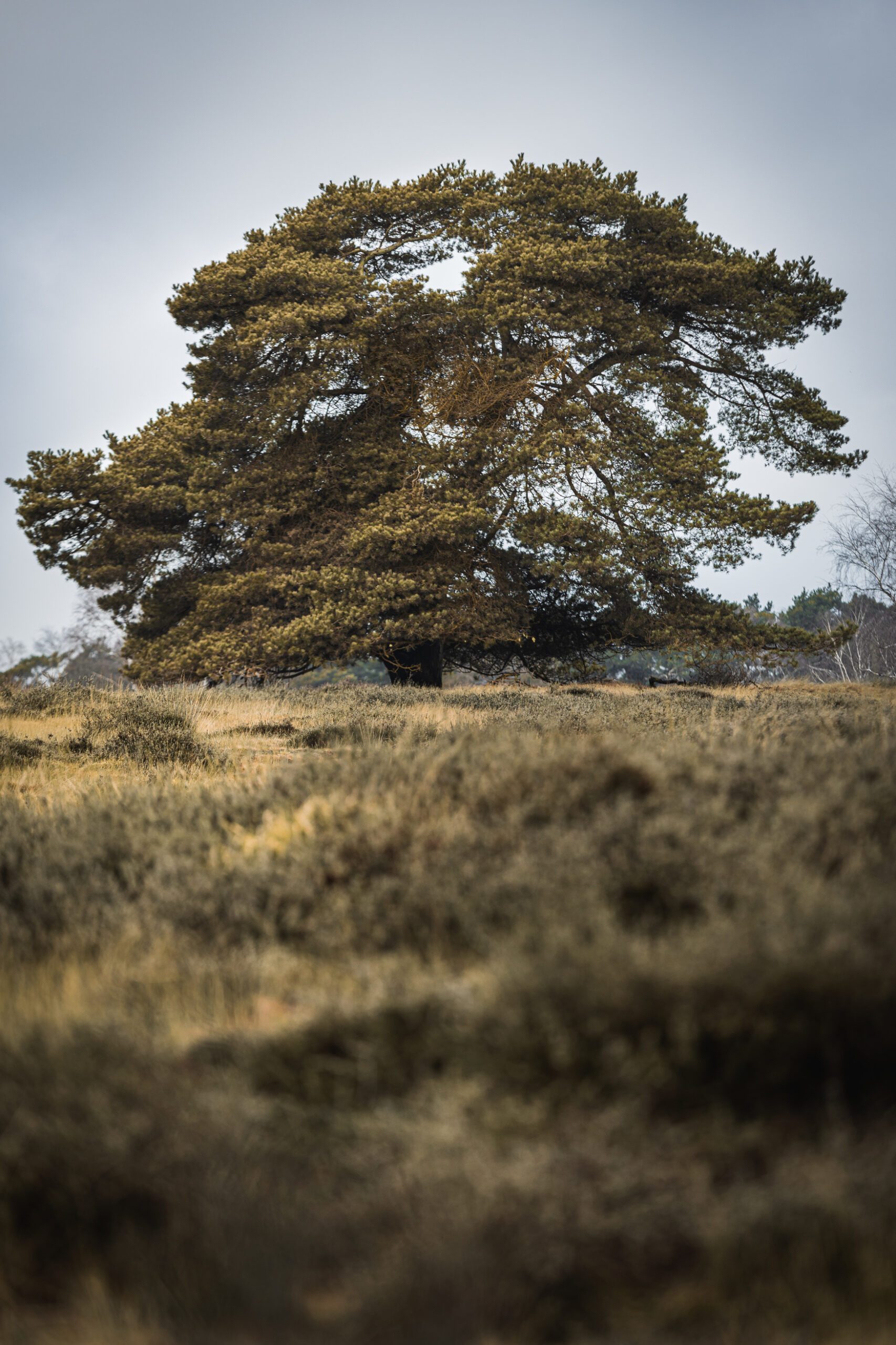 Baum ohne Nebel scaled