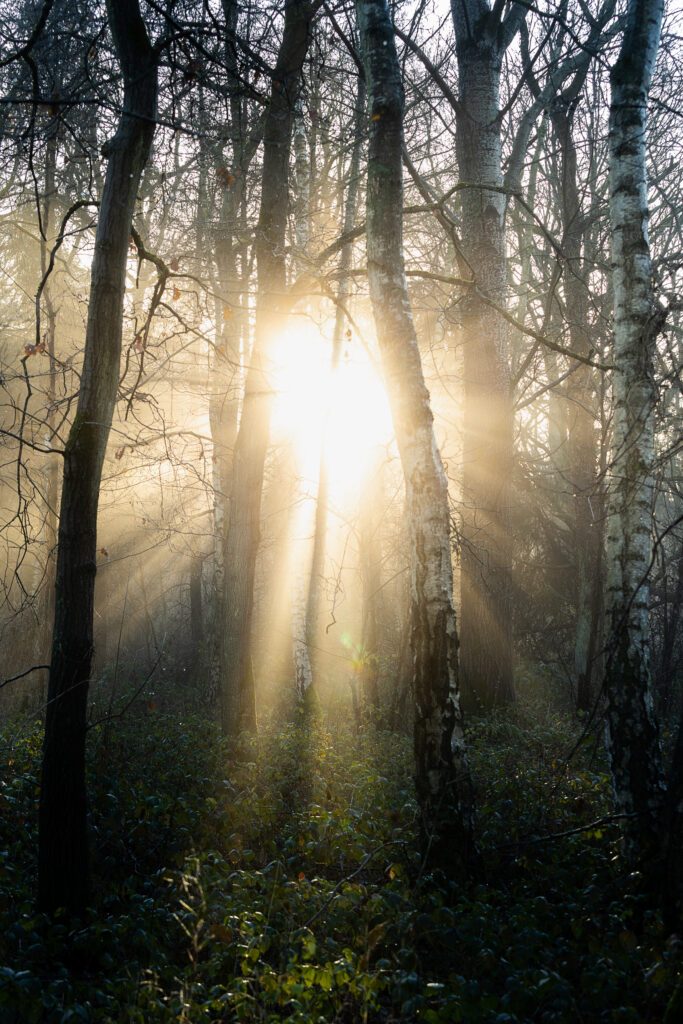 Die Sonne scheint an einem nebeligen Morgen durch die Bäume