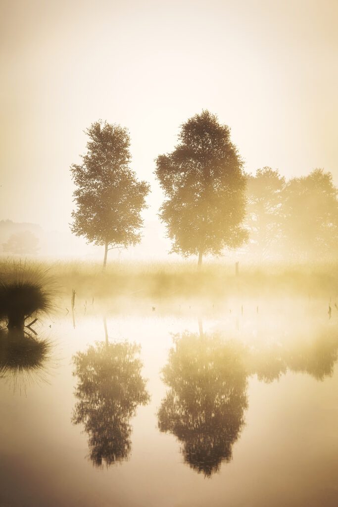 Goldene Stunde und Nebel am Moor