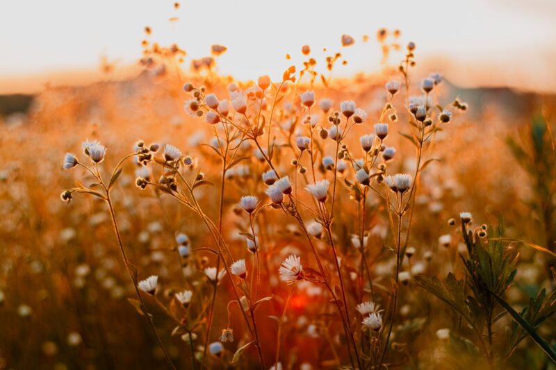 Sonnenuntergang Tiefenunschärfe Blumenwiese