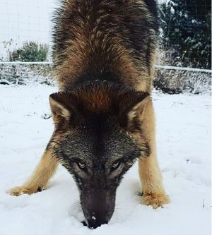 Model Wolfdogpack D