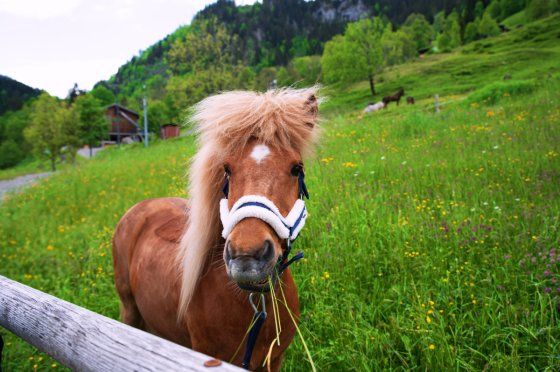 fotograf hohenems oesterreich foto_mitterhofer | pixolum